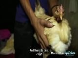 Chicken sex