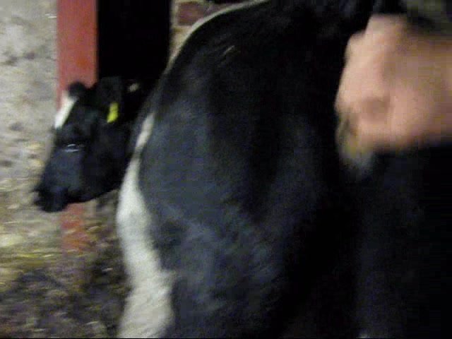 best of Pussy cow