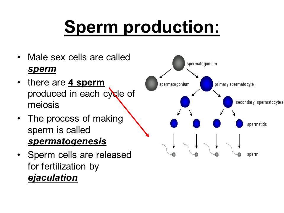Mastodon reccomend Process of forming sperm cells