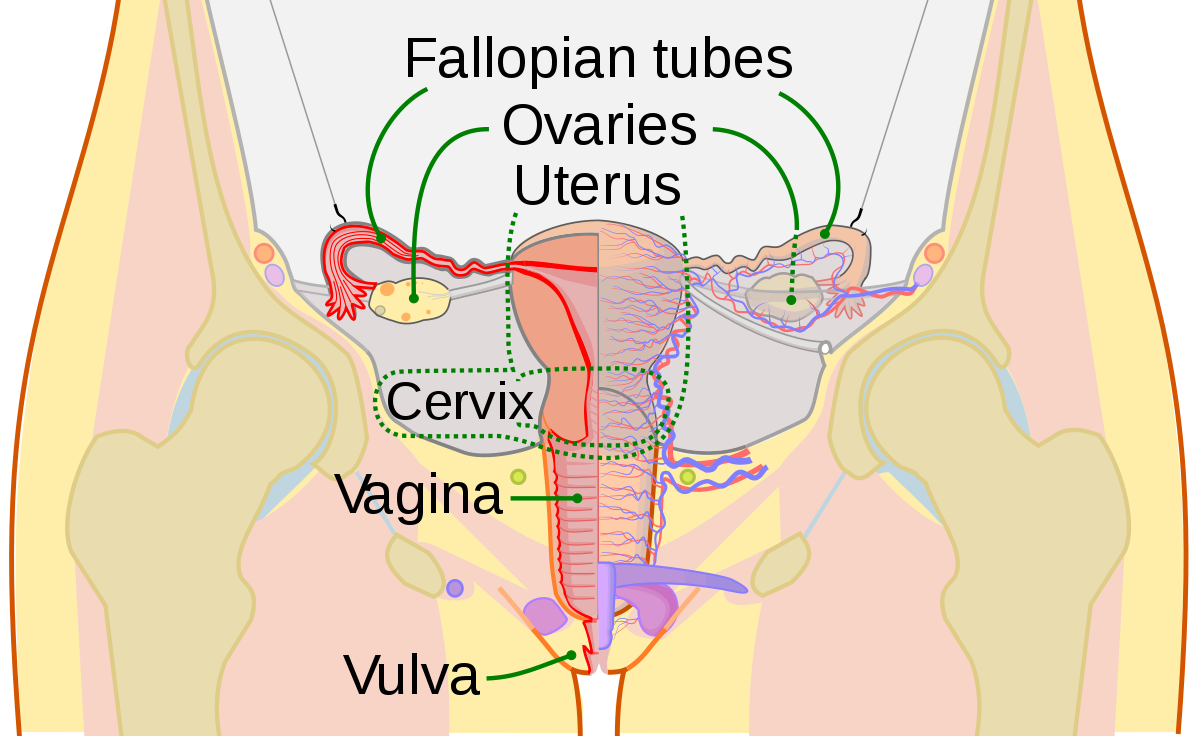 Abuse dilators sexual vaginal