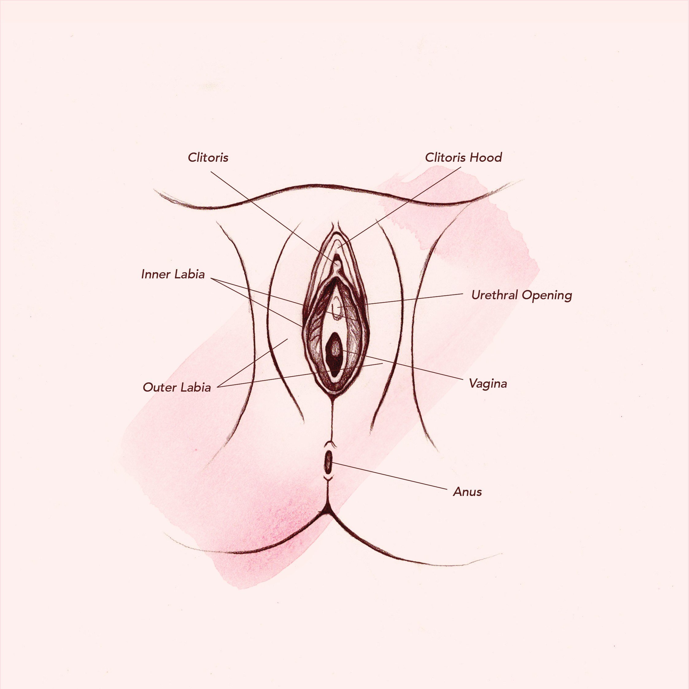 best of Anatomy movies Vulva