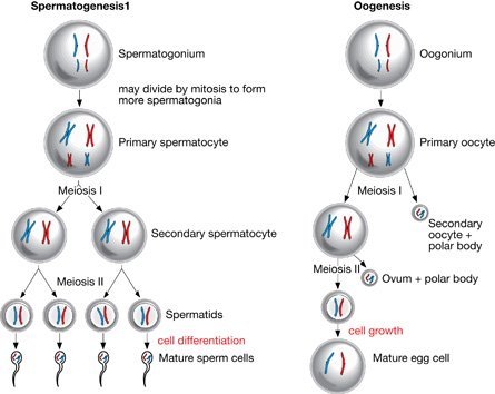 Process of forming sperm cells