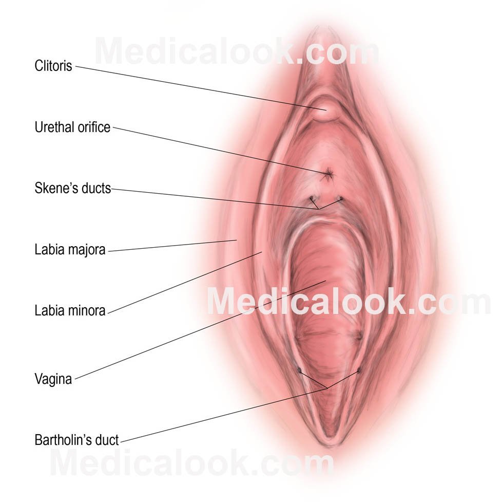 best of Anatomy movies Vulva