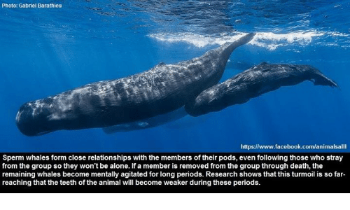 Sperm whale shape
