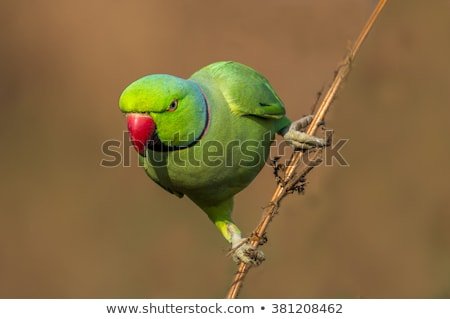 best of Parakeets Asian ringnecked