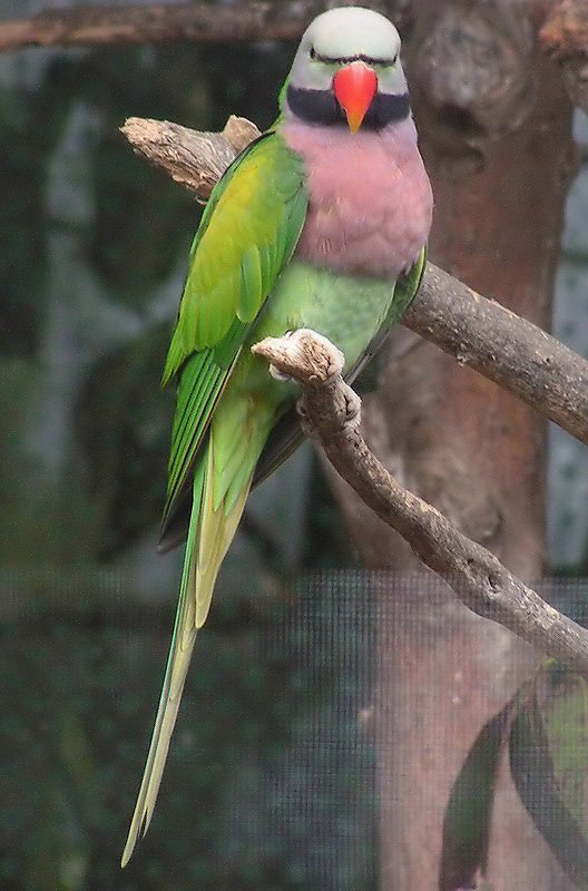 Asian ringnecked parakeets