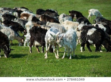 Pop R. reccomend Male goats peeing on their heads