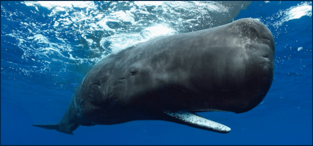 best of Whale largest penis Sperm