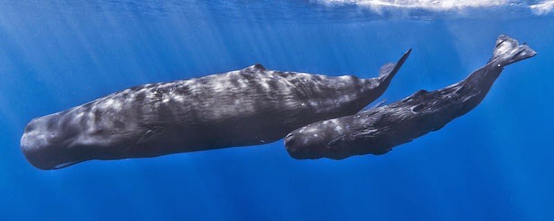 Clinic reccomend Sperm whale shape