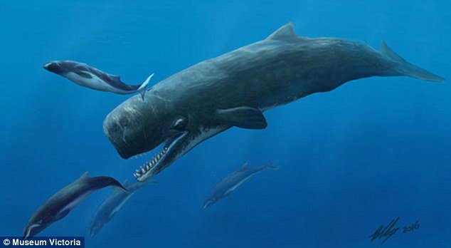 best of Whale sentence Sperm teeth
