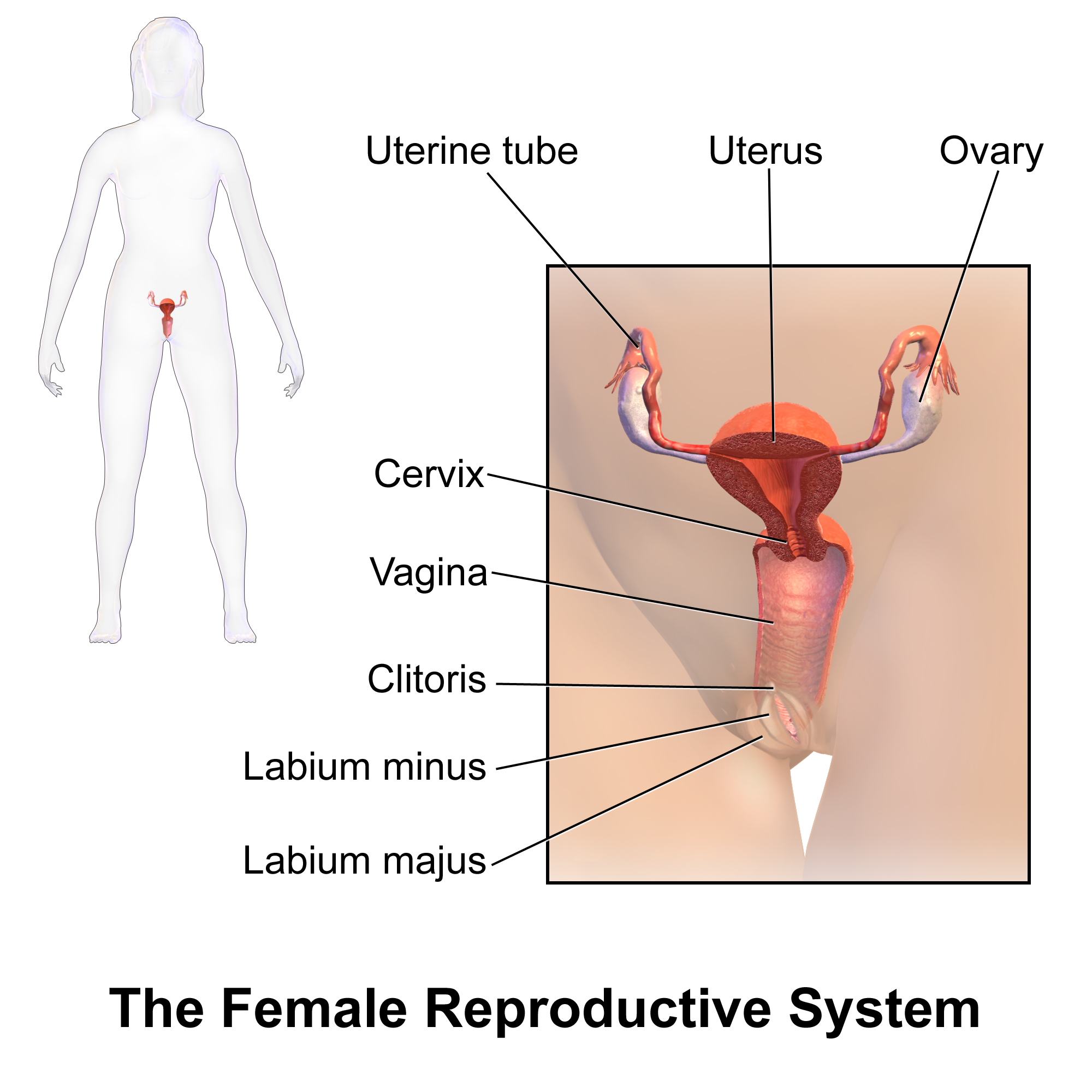 Vulva anatomy movies
