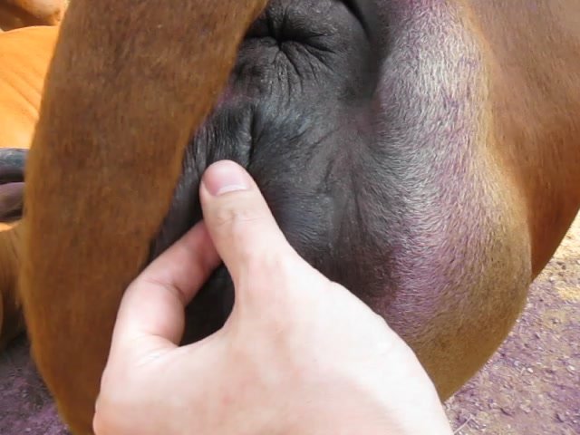 Man eat cow pussy Cow Pussy Quality Pic Free Comments 3